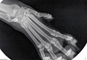 مۈشۈكنىڭ ئالدى پۇتى