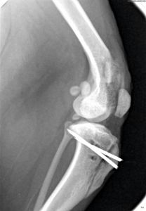 ئىت قوشۇلىدۇ