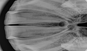 بریدن دندان اسب