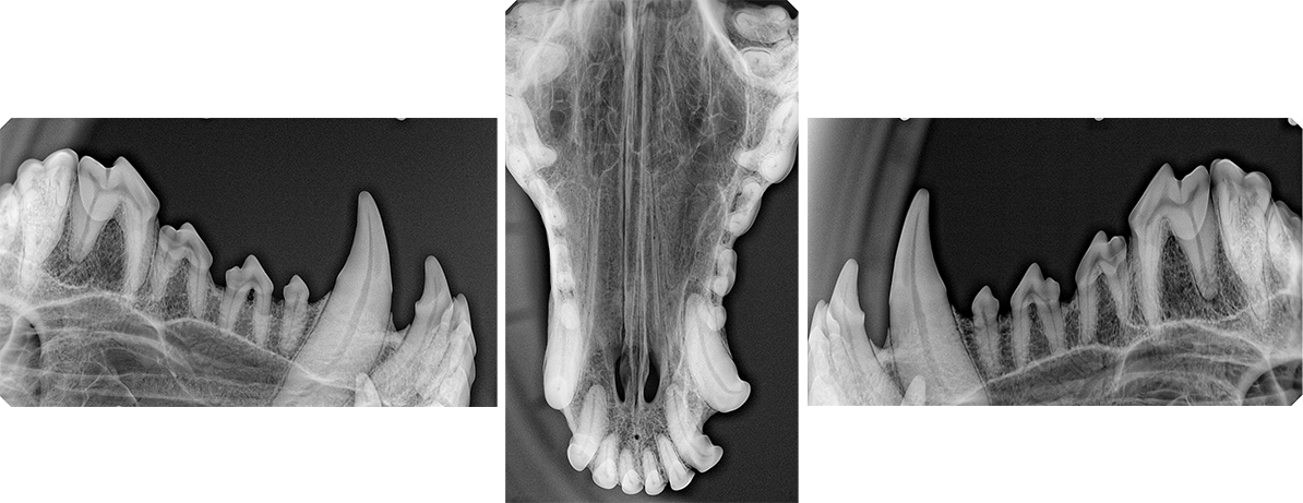 تصاویر VDR-1207