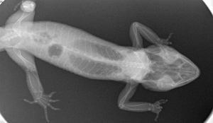 مارمولک خانگی