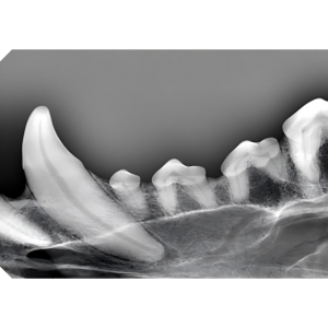 2. Left upper jaw (dog)