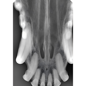 3. Upper jaw (occlusal view, dog)
