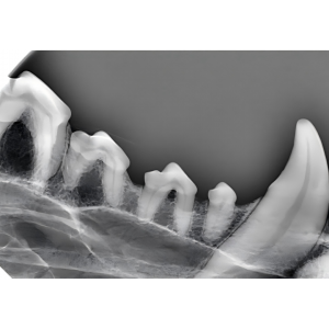 4. Right upper jaw (dog)